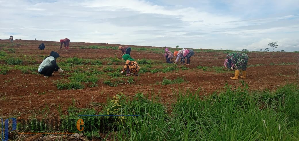 Kementan Perluas Lahan Food Estate di Kalteng hingga 82 Ribu Hektare
