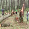 Puting Beliung Porak-porandakan Hutan Pinus