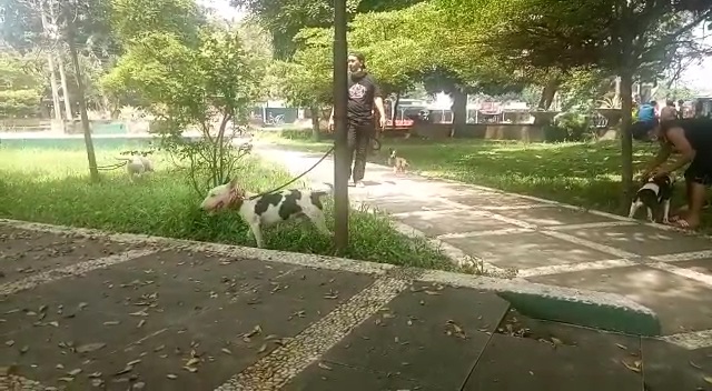 Dog Fighter Subang