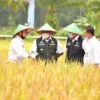 Untuk Menjamin Stok Beras Nasional, Menteri Pertanian Instruksikan Serap Gabah Petani