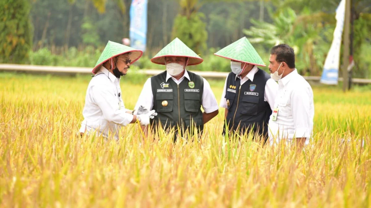 Untuk Menjamin Stok Beras Nasional, Menteri Pertanian Instruksikan Serap Gabah Petani