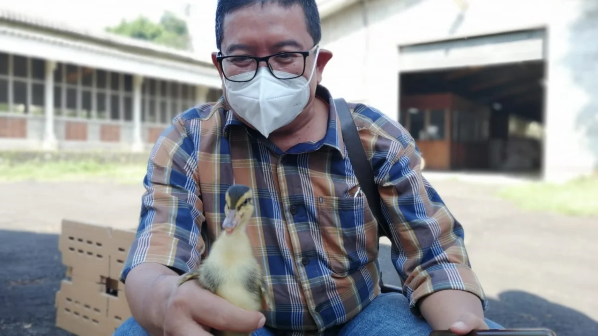 Akibat Pandemi Puluhan Peternak Ayam Broiler Gulung Tikar