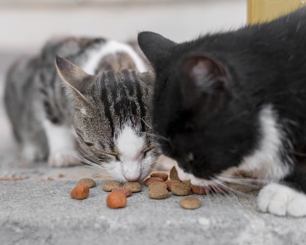 Harga Makanan Kucing dari 8 Merk Berkualitas