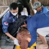 Lifeguard dan warga mengevakuasi korban yang tenggelam saat berenang di Dusun Bantarsari Desa Cibenda. (Foto: radartasik.com)