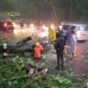 Setelah Tersendat Lantaran Pohon Tumbang, Lalu Lintas Subang-Jalancagak Kembali Normal