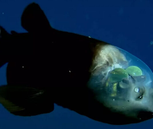 Barreleye Fish, Ikan Tembus Pandang yang Menghuni Laut Dalam, Ini Penampakannya