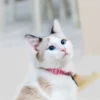 Muezza, Kucing Kesayangan Rasulullah, Begini Kisahnya (ilustrasi kucing)