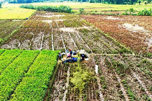 PERTANIAN: Lahan pertanian di Kecamatan Cipunagara hasil dari foto drone Kostratani usai panen, beberapa waktu lalu. IST