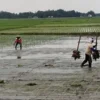PERTANIAN: Aktivitas pertanian di Kabupaten Karawang. Petani menolak usulan DPR soal pengurangan subsidi pupuk. USEP SAEPULOH/PASUNDAN EKSPRES