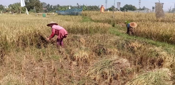 ILUSTRASI: Petani Karawang panen padi yang didukung dengan penggunaan pupuk subsidi pemerintah. USEP SAEPULOH/PASUNDAN EKSPRES