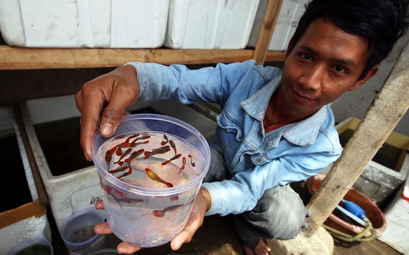 CEK KONDISI: Petani milenial, Budi Santoso, mengecek kondisi ikan hias guppy yang dibudidayakan di box styrofoam di atap rumahnya, di kawasan Bojongsoang, Kabupaten Bandung, Jawa Barat