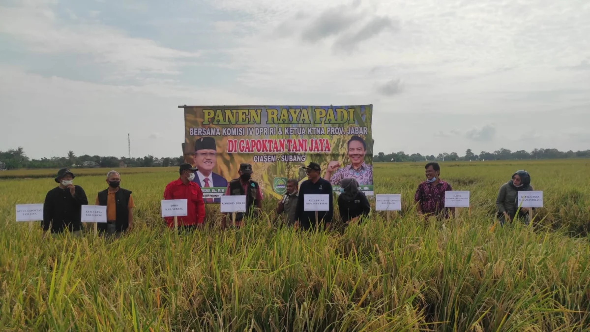 Anggota DPR RI H. Sutrisno Panen Raya Padi di Ciasem bersama KTNA Jawa Barat