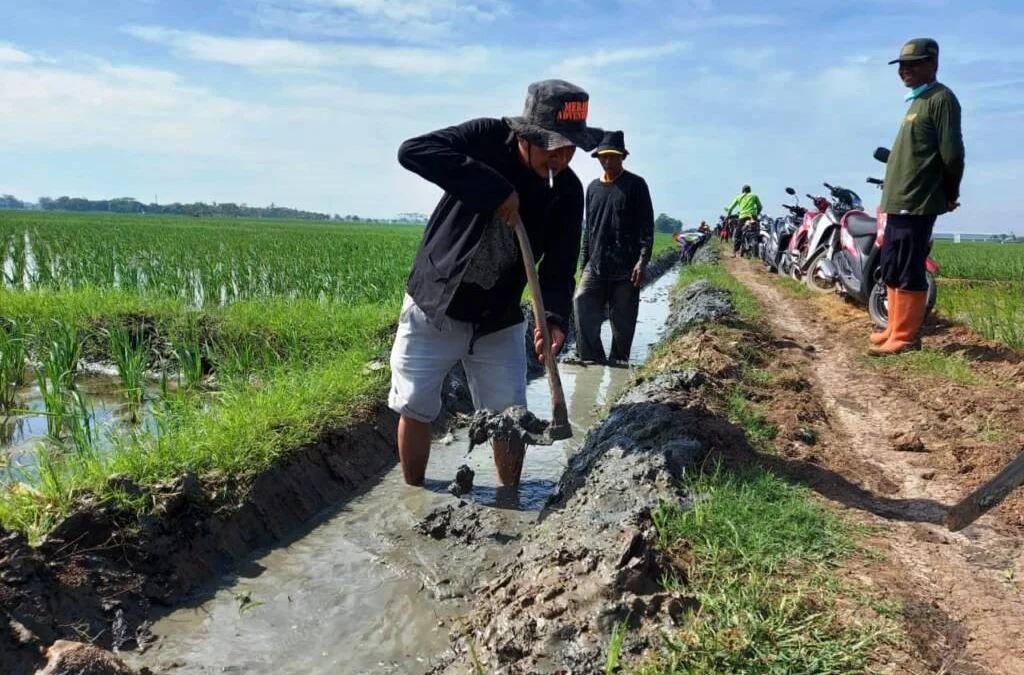 Padat Karya Tunai Bantu Ekonomi Masyarakat Desa Mundusari Kecamatan Pusakanagara