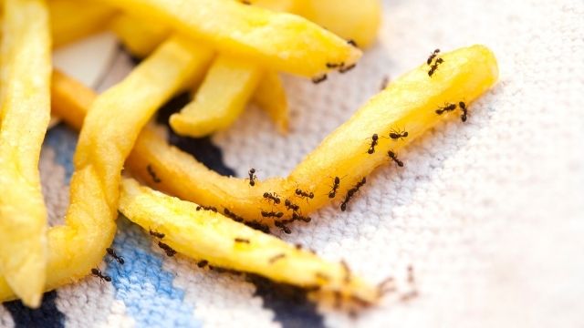 Semut di Makanan Ikut Tertelan? Begini Penjelasannya Menurut Islam