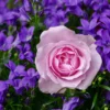 Percantik Halaman Rumah dengan Bunga Mawar, Berikut Jenis-jenisnya dan Keistimewaanya