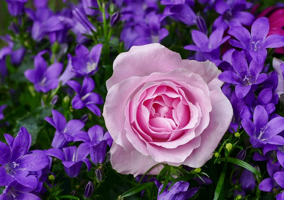 Percantik Halaman Rumah dengan Bunga Mawar, Berikut Jenis-jenisnya dan Keistimewaanya