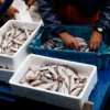 Kelangkaan BBM Sebabkan Nelayan Berhenti Melaut, Anggota DPR Sindir KPK