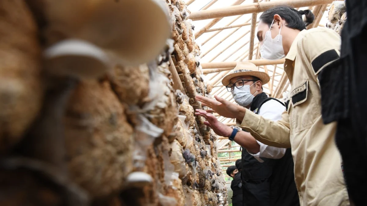 Gubernur Jawa Barat Ridwan Kamil saat meninjau sentra jamur tiram yang dikembangkan di Kantor Cabang Dinas Kehutanan Wilayah III Sukabumi, Kamis (10/2/2022). (Humas Pemprov Jabar)