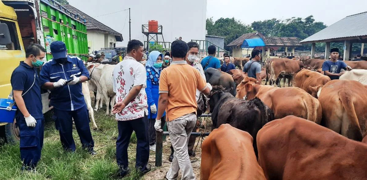 Penjualan Daging Turun 40 Persen, Disnakeswan: Wabah Penyakit Mulut dan Kuku Belum Ada di Subang