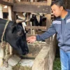 CEK PETERNAKAN: Anggota DPRD KBB Yana Rodiana tengah memantau kondisi peternakan sapi perah di Lembang. EKO SETIONO/PASUNDAN EKSPRES