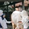 Jelang Idul Adha, DPRD Karawang bersama Bupati Sidak Kesehatan Hewan Kurban