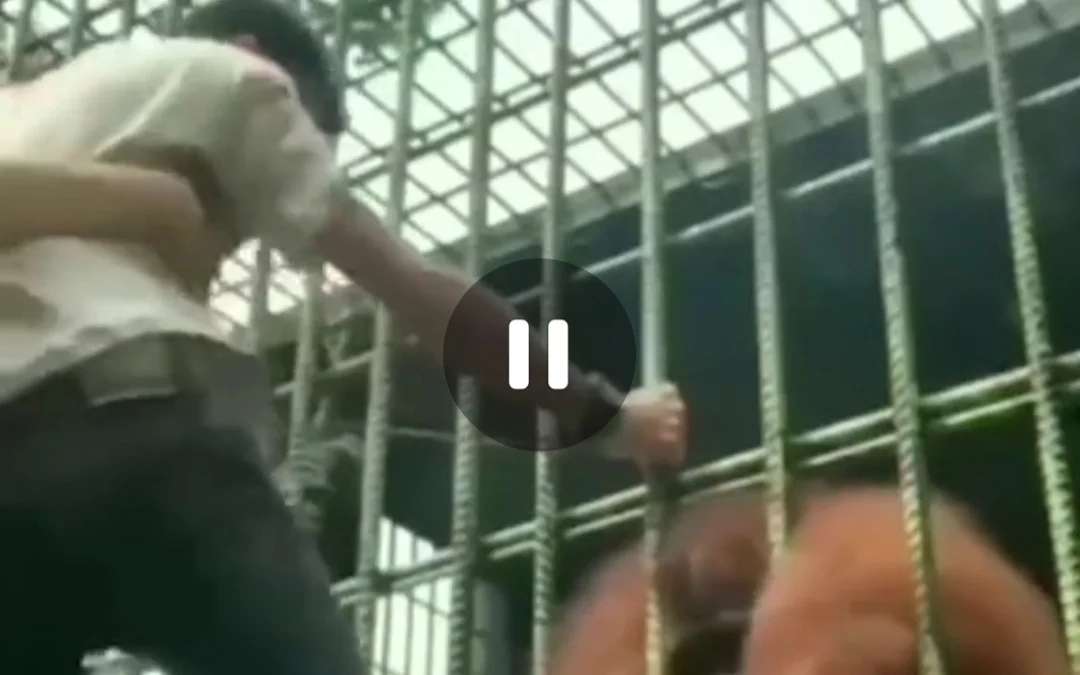 VIRAL! Pria yang Ditarik Orangutan Meminta Maaf, Mengaku Cuma Iseng Demi Konten Lucu