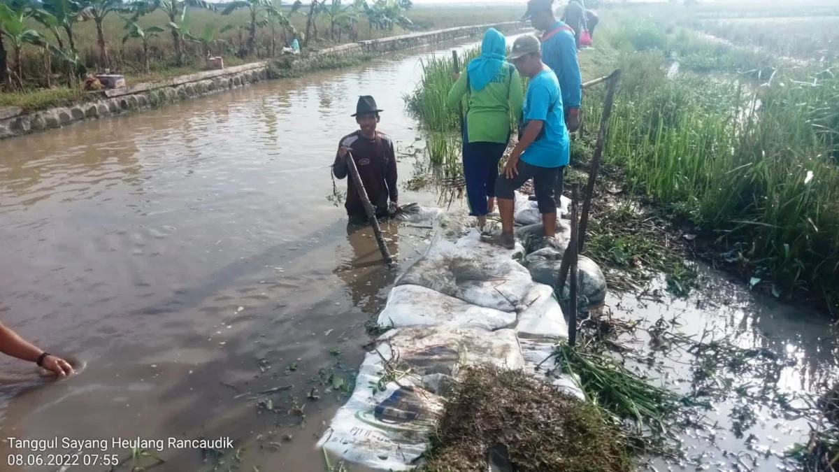 Petani Desa Rancaudik Gotong Royong Perbaiki Tanggul Jebol