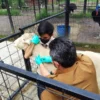 VAKSINASI: Dokter Hewan dari Dispernakan menyuntikan vaksin PMK ke salah satu hewan penghuni Lembamg Park and Zoo. EKO SETIONO/PASUNDAN EKSPRES