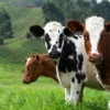 Jelang Idul Adha, Jabar Siap Penuhi Kebutuhan Hewan Kurban yang Sehat (Ilustrasi sapi hewan kurban)