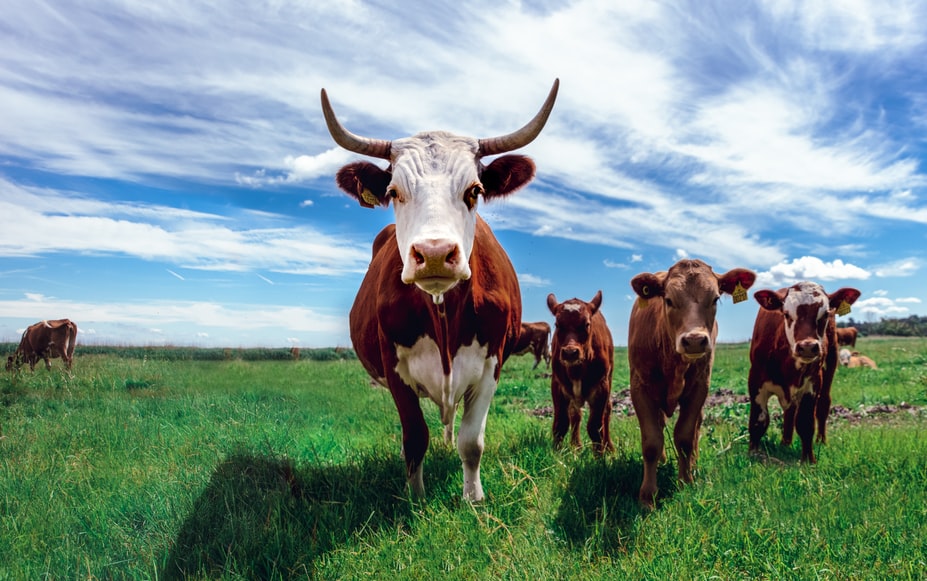Sebanyak 6.219 Sapi di Lembang Terkena PMK, Akibatkan Produksi Susu KPSBU Turun 30 Persen (ilustrasi sapi)