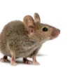 Cara Mengusir Tikus Selain Menggunakan Perangkap