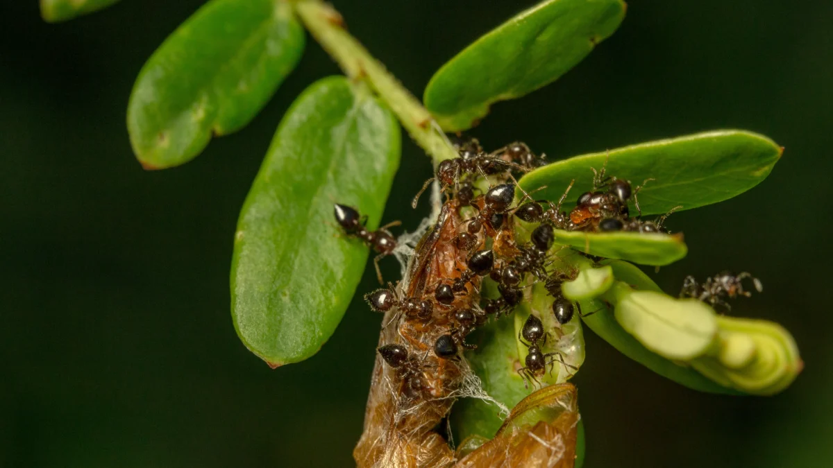 Ampuh! Inilah Delapan Cara untuk Mengusir Semut dari Rumah