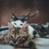 6 Pahala dan Keutamaan Memelihara Kucing dalam Islam