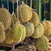 Potensi Durian Indonesia di Pasar Internasional, Dinilai Mampu Menjaga Ketahanan Pangan di Tengah Krisis Pangan Global