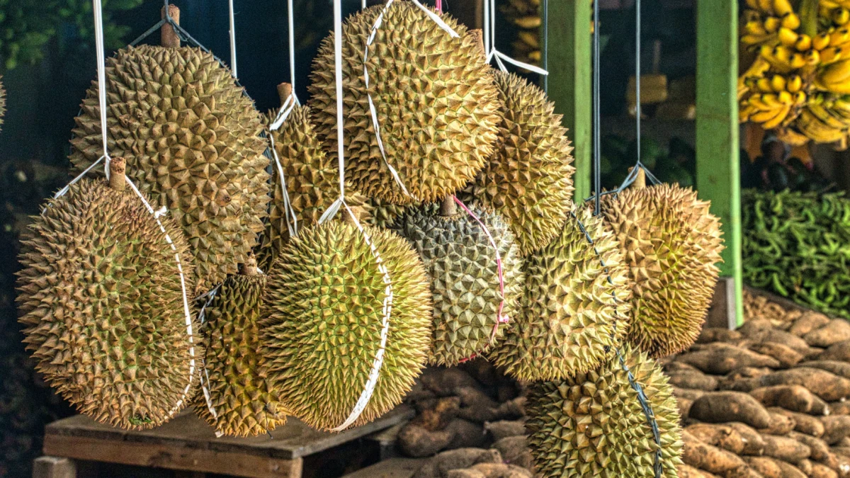 Potensi Durian Indonesia di Pasar Internasional, Dinilai Mampu Menjaga Ketahanan Pangan di Tengah Krisis Pangan Global