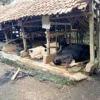 WABAH PMK: Seorang peternak sapi perah di Lembang, menunjukan gejala penyakit mulut dan kuku yang menyerang hewan ternaknya. DOK. PASUNDAN EKSPRES