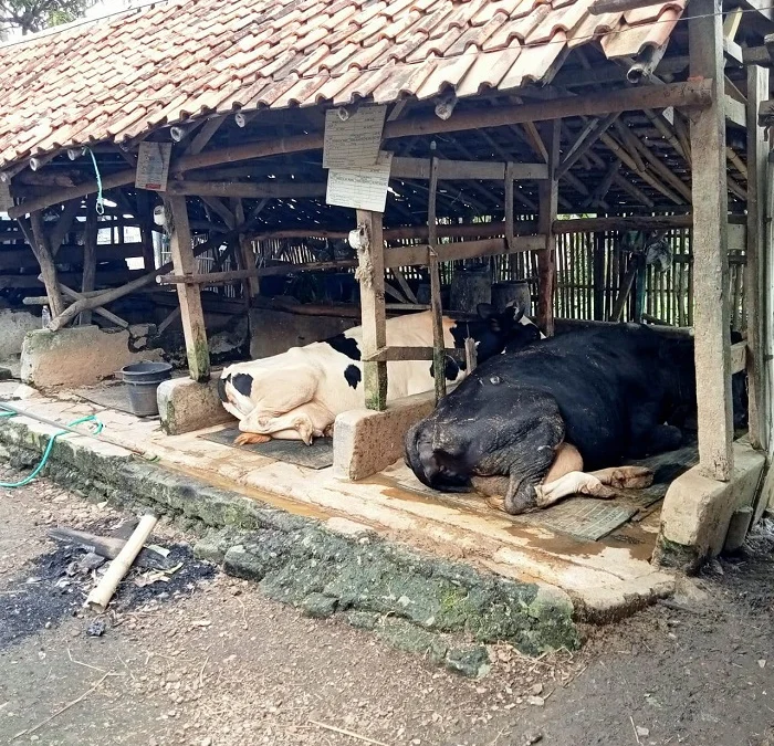 WABAH PMK: Seorang peternak sapi perah di Lembang, menunjukan gejala penyakit mulut dan kuku yang menyerang hewan ternaknya. DOK. PASUNDAN EKSPRES