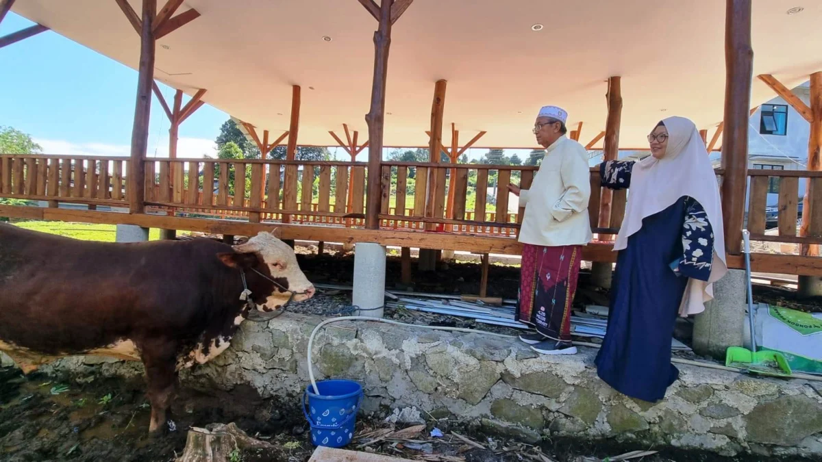 Diamanahi Sapi oleh Kapolda Jabar, DKM Taufiq Alawi Prioritaskan Bagi Daging Kurban ke Warga Desa