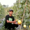 Petani Milenial Tanam Ribuan Pohon Melon