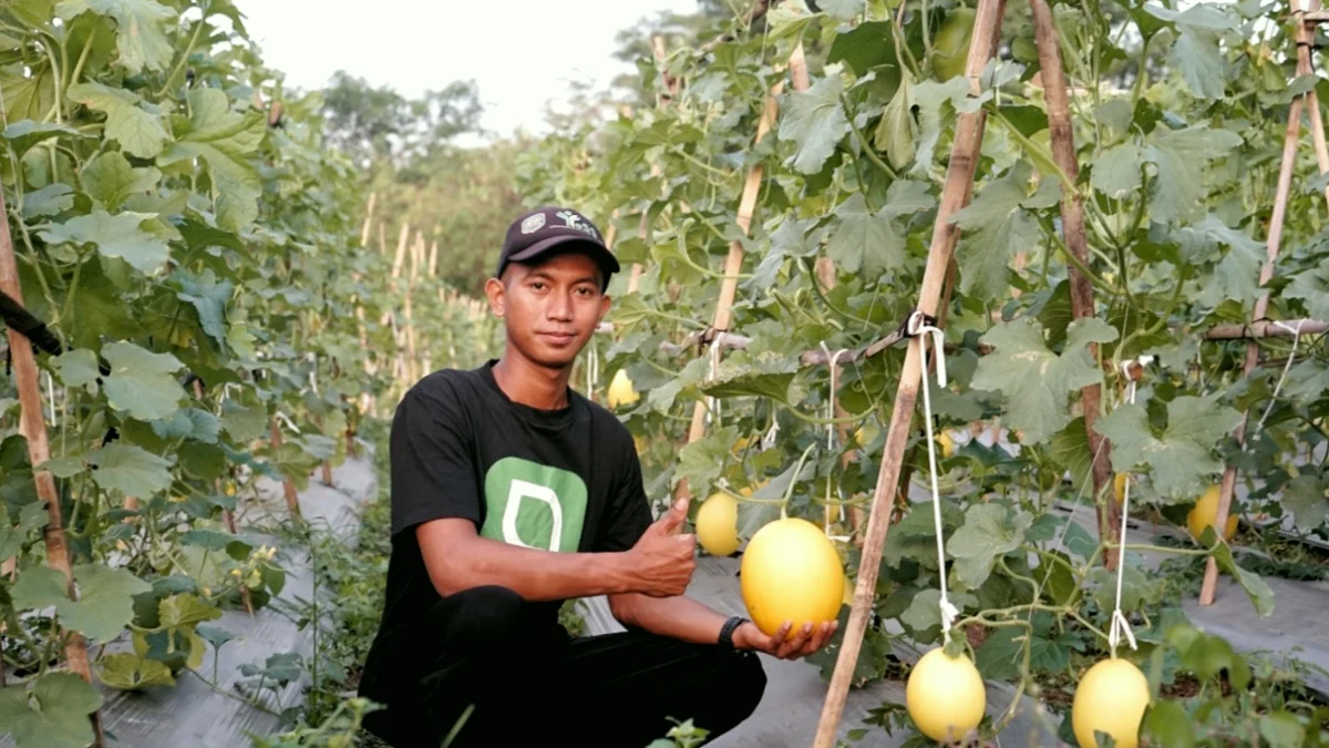 Petani Milenial Tanam Ribuan Pohon Melon