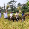 PANEN: Kepala Dinas Pangan dan Pertanian Kabupaten Purwakarta Sri Jaya Midan saat panen padi. Diprediksi hasil panen raya mengjasilkan 80.547 ton padi. MALDIANSAH/PASUNDAN EKSPRES