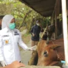 Wakil Walikota Palembang Fitrian Agustinda (Fitri) saat melakukan sidak bersama BPOM ke peternakan Nurul Farm di IB 1 Palembang. Dia ingin pastikan hewan kurban bebas PMK. (foto:septa/radar palembang)--