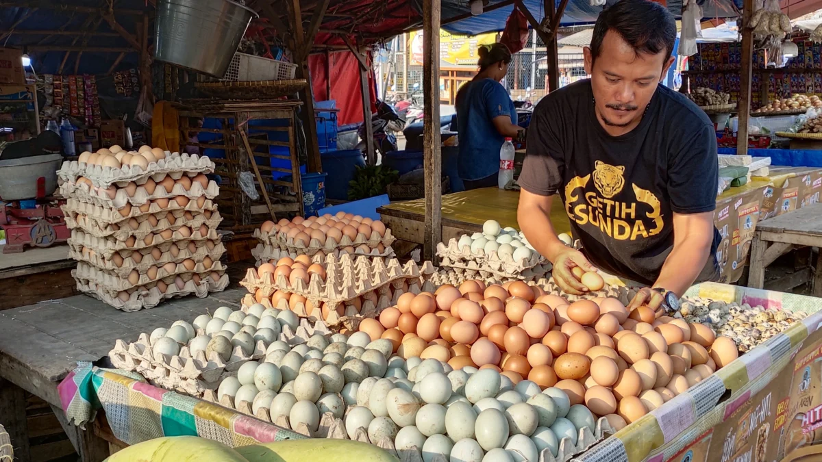 Pemasok Telur Alihkan Distribusi? Disperindag Selidiki Dugaan Penyimpangan