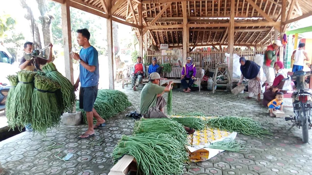 Petani Desa Naggerang Panen Belasan Ton Kacang Panjang