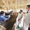 Gubernur Jabar Ridwan Kamil saat meninjau vaksinasi PMK pada sapi di Desa Cilembu, Pamulihan, Kabupaten Sumedang, Senin (20/6/2022).
