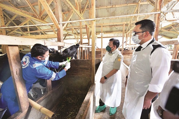 Gubernur Jabar Ridwan Kamil saat meninjau vaksinasi PMK pada sapi di Desa Cilembu, Pamulihan, Kabupaten Sumedang, Senin (20/6/2022).