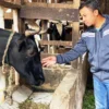 Dampak Wabah PMK, Koperasi Peternak Sapi Bandung Utara Naikan Harga Susu