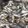 Ikan Mati Massal di Waduk Jatiluhur, Petani Rugi Hingga Ratusan Juta Rupiah