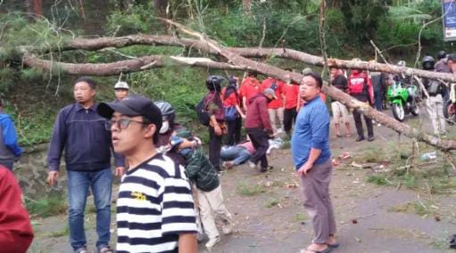 EKO SETIONO/PASUNDAN EKSPRES EVAKUASI: Petugas KBKPH Lembang dibantu warga mengevakuasi pohon tumbang di Jalan Raya Lembang yang menewaskan satu orang pengendara.