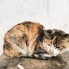 Penyebab dan Cara Mengatasi Kucing Lemas dan Tidak Mau Makan